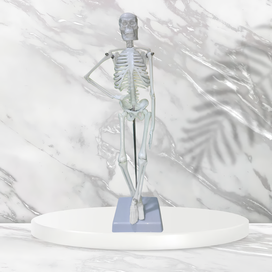 Mini Human Skeleton Model (45cm) - High Detail Anatomy Aid