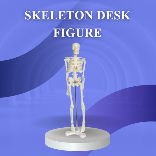 Mini Human Skeleton Model (45cm) - High Detail Anatomy Aid