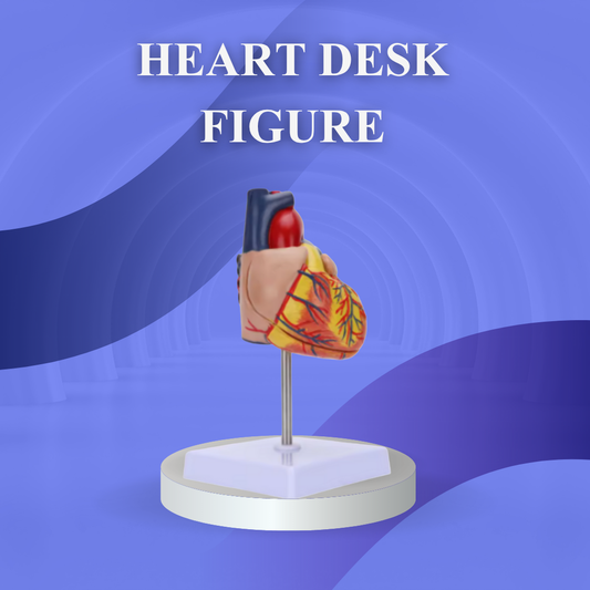 Anatomical Human Heart Model (Life Size)
