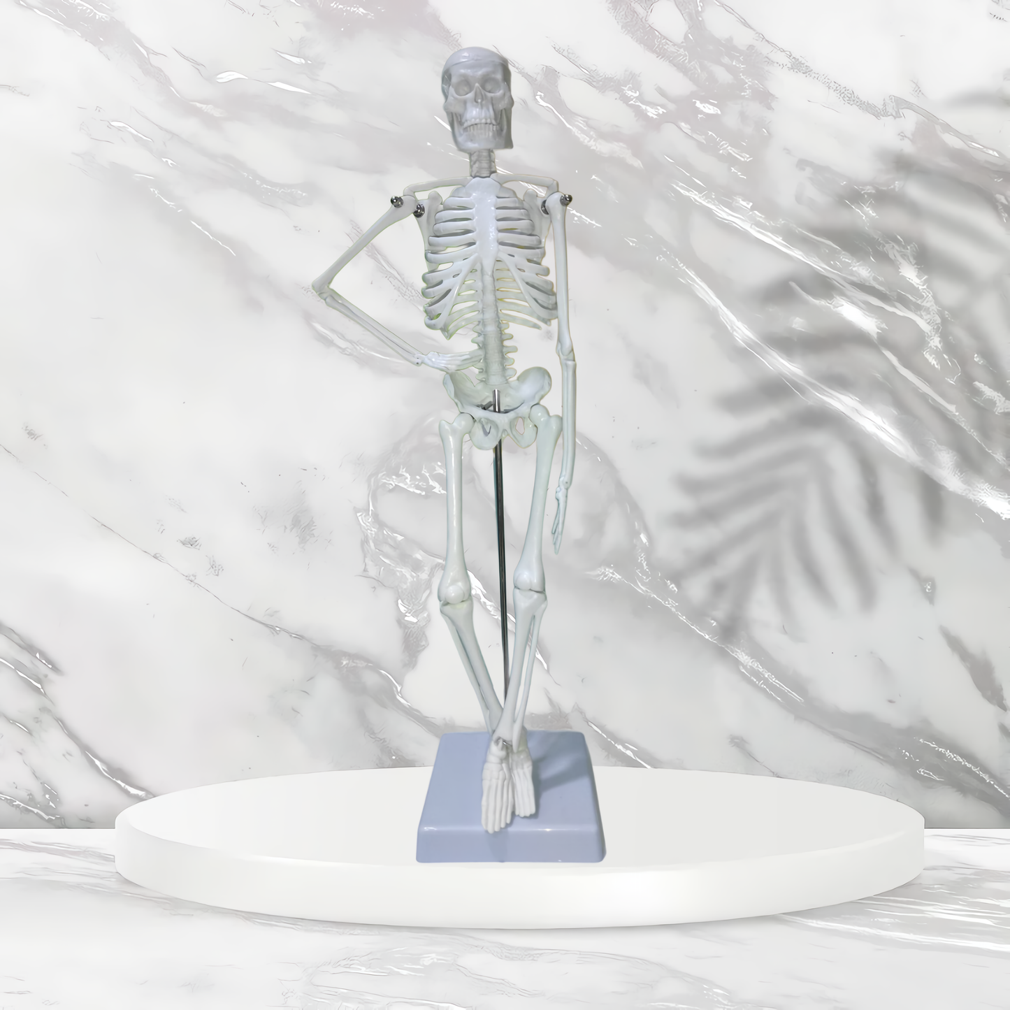 Mini Human Skeleton Model (45cm) - High Detail Anatomy Aid