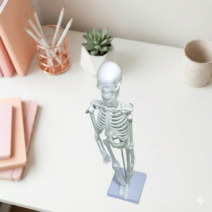 Mini Human Skeleton Model (45cm) - High Detail Anatomy Aid