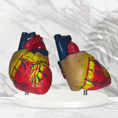Anatomical Human Heart Model (Life Size)